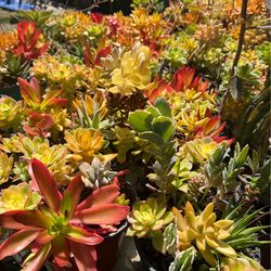 Tons of Outdoor Plants for Sale