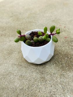 Succulents plants 🪴