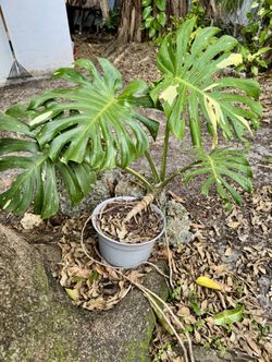 Monstera Thai Variegated