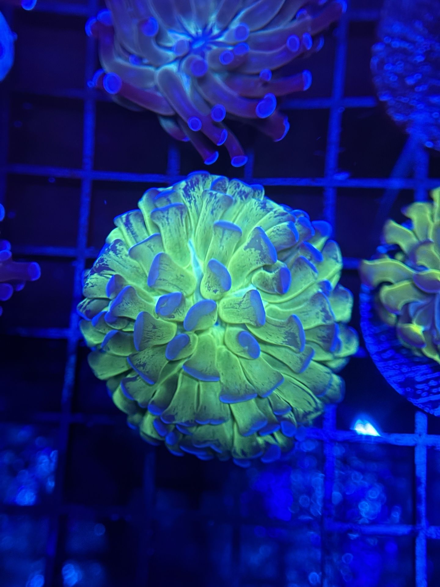 Hammer Coral