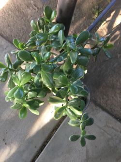 Jade plants