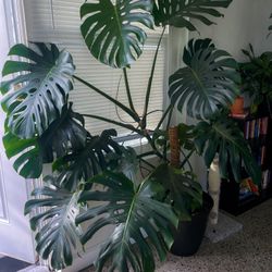 Extra large monstera plant with pothos