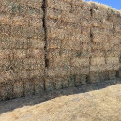 Fresh cut beardless wheat hay 2024