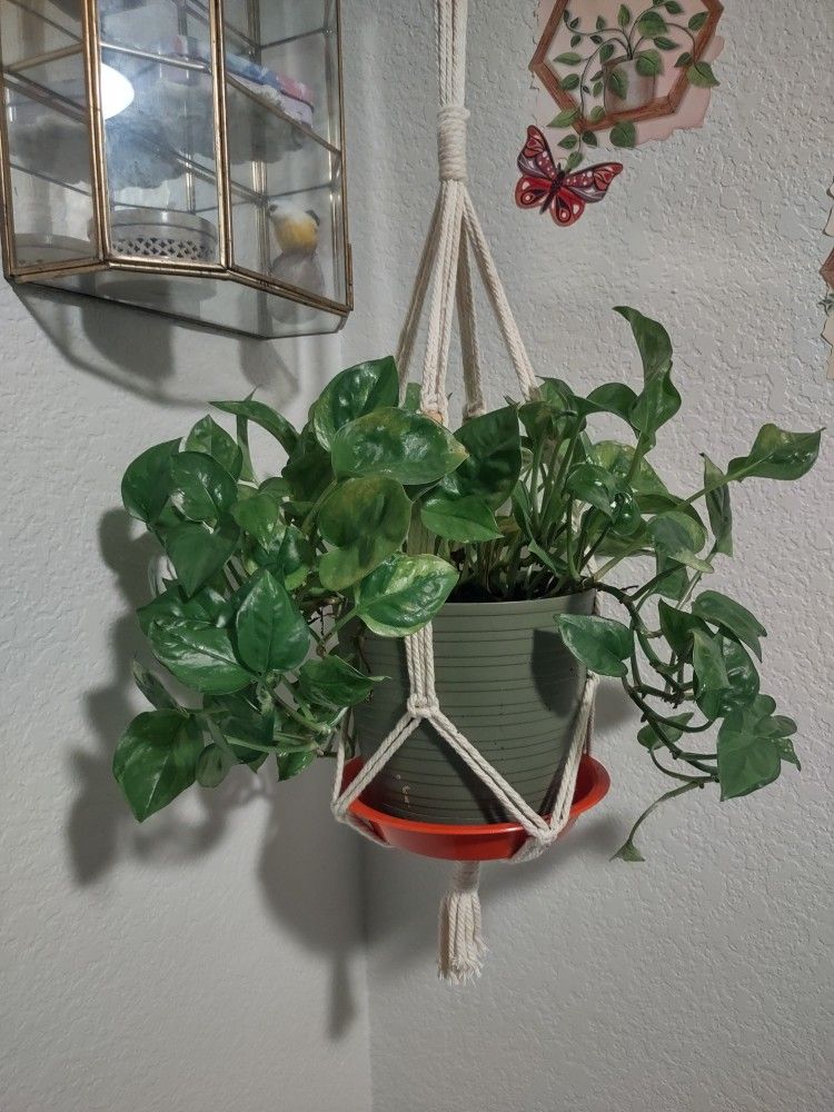 3 Healthy Hanging House Plants