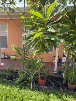 Mamey Tree