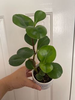 Lemon lime Pepperomia plant