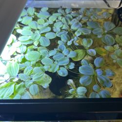 Water Lettuce