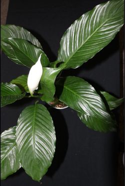 Blooming Peace Lillie - 6inch pot