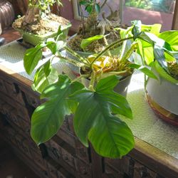 Hairy Philodendron Or Squamiferum Plant 
