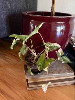 Arrowhead plant