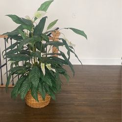 Artificial Peace Lily Plant 