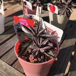 Mother Of Thousands PINK BUTTERFLIES Succulent Plants 