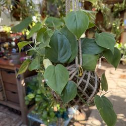 Heartleaf Philodendron Kokedama 