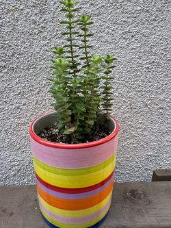 String of Buttons succulent plant