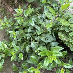 Planta De Insulina