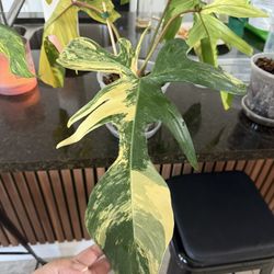 Philodendron Florida Beauty