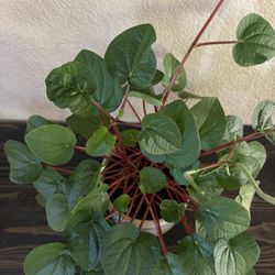 Peperomia Plant
