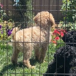Pet Gate