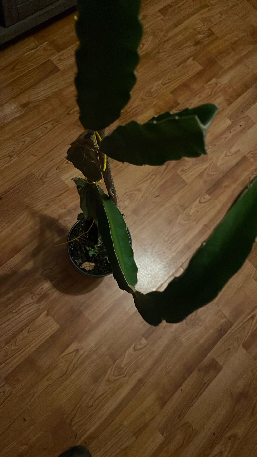 Dragon Fruit Plant 4 Ft Tall