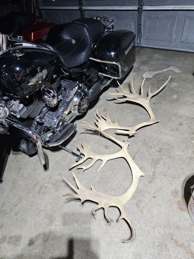 Caribou Rack