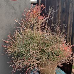 Firestick Succulent - Hardy Easy Growing Hard To Kill