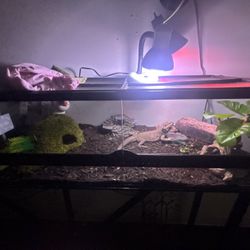 Reptile Tank 