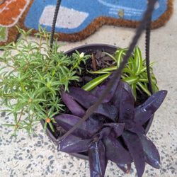 Hanging Plant Planter 