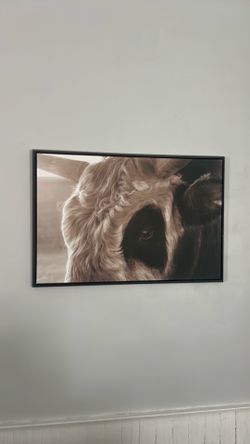 Bull Picture