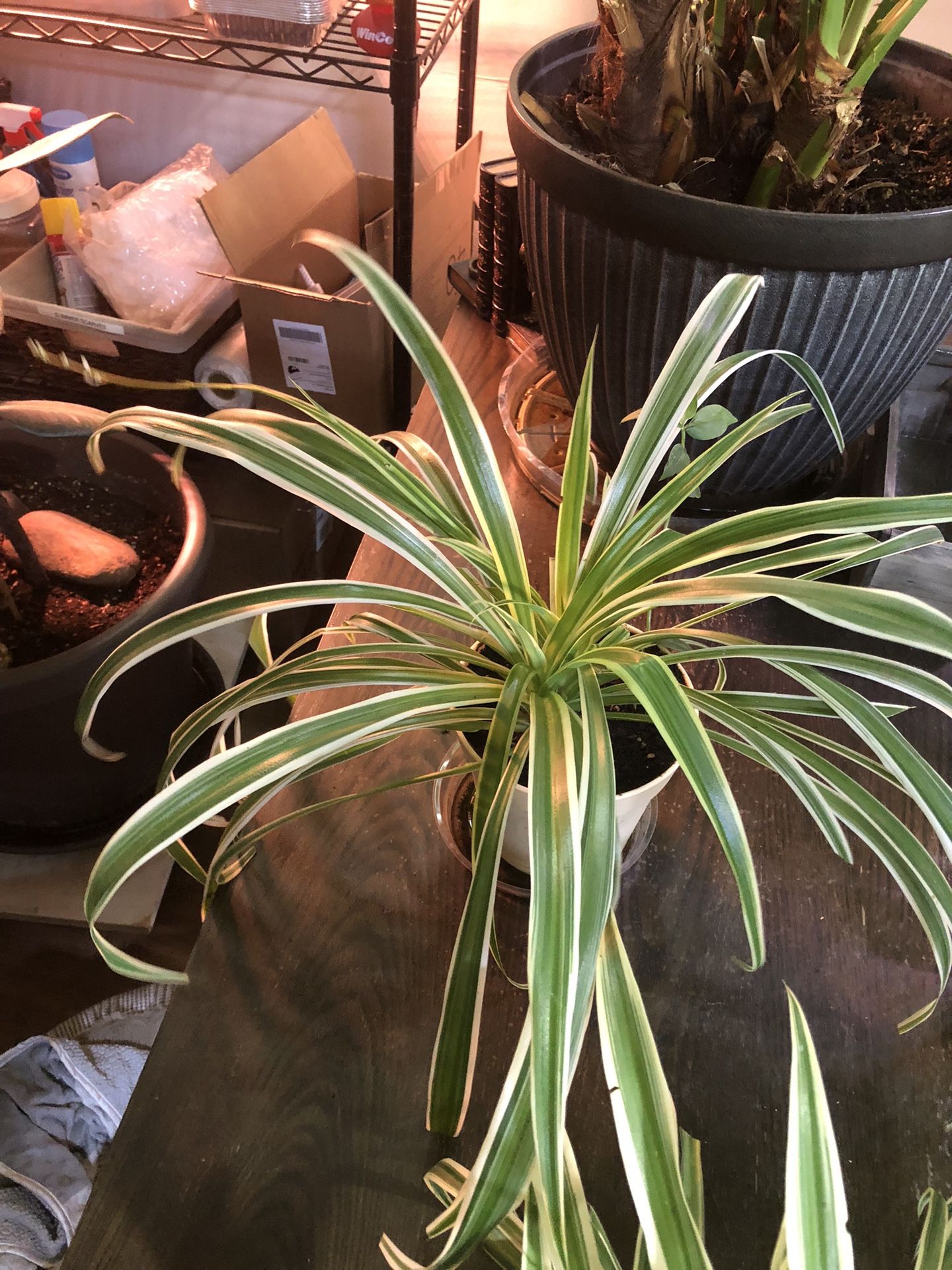Spider Plants 🪴 $6 To $15 Each