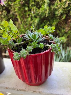 Plant Decoration Succulent in Cute Pots