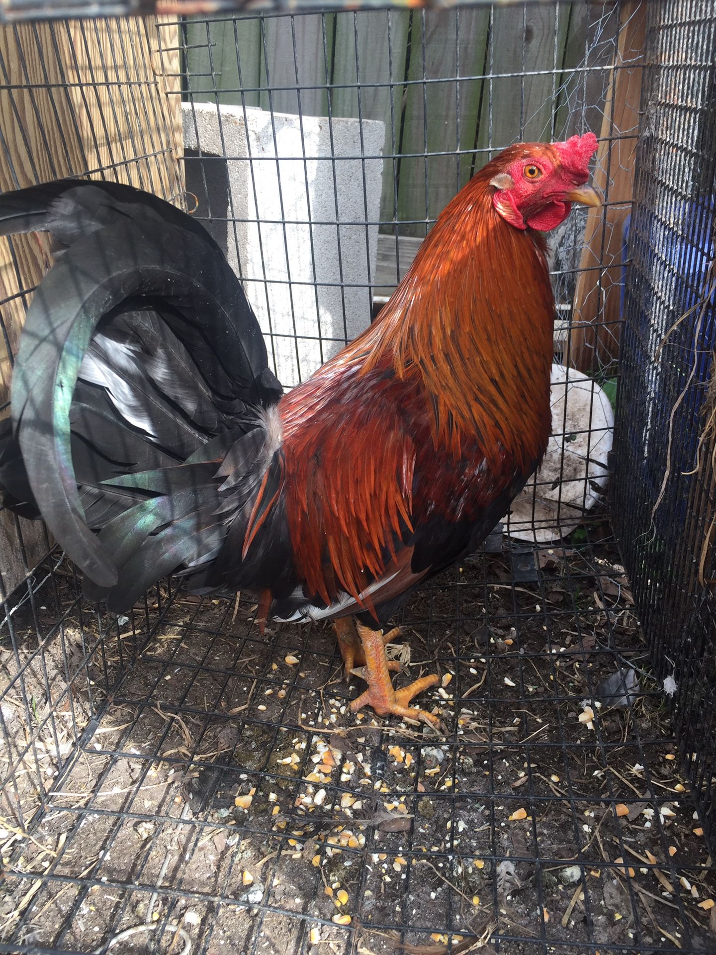 Roosters