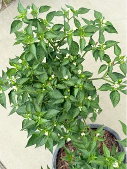 🔥 5-Gallon Chiltepin / Bird’s Eye Chili Pepper Plant – Flowering & Fruiting 🔥
