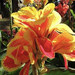 Beautiful Canna Lillies Starter Plants