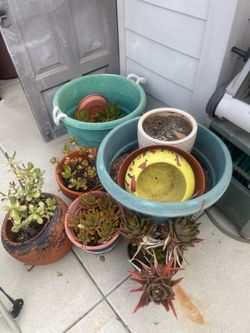 Plants