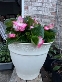 Autumn Flower