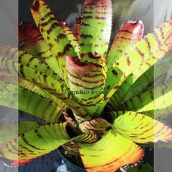 Bromeliad Neoregelia Carcharadon “Tiger”