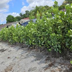 clusias About 6 feet tall Instant Privacy Hedge Full Green  Ready  For Planting 