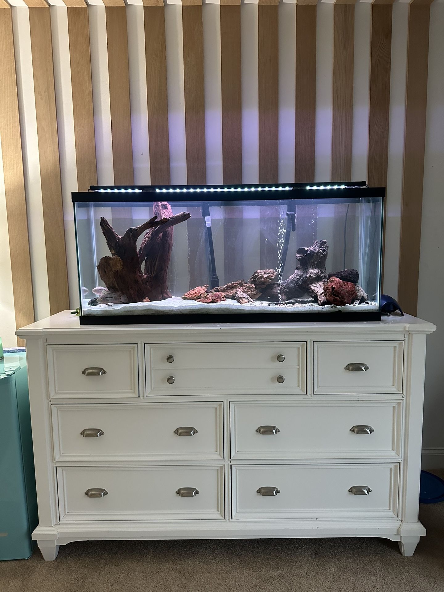 50 gallons - Freshwater Fish tank
