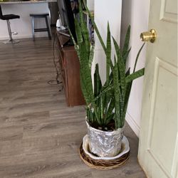 Snake  Plants 