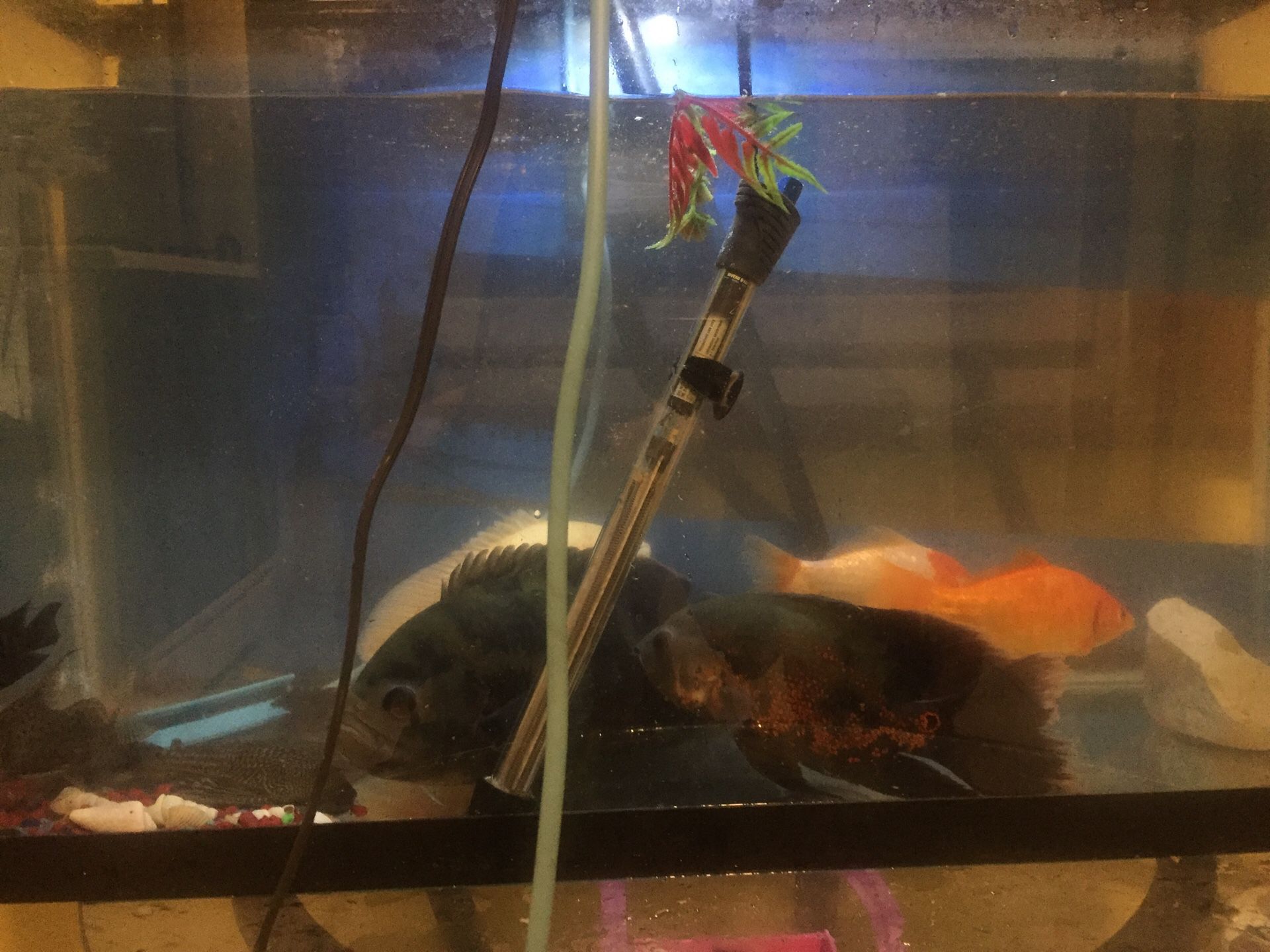 Fish tank & fishes