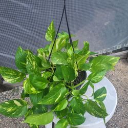 Pothos Plant( Cebu, Golden, Marble Queen) 8" Pot $10 Each