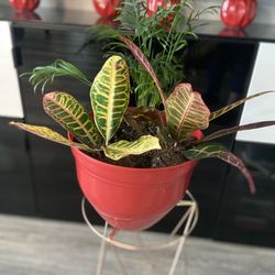 Housplant 3 Plants In The Red Pot