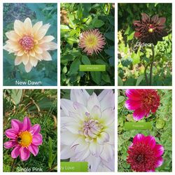 Rooted Dahlia Plants For Pots $5 Each 
