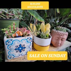 HUGE PLANT SALE THIS SATURDAY FROM 1PM TO 6PM IN SAN LORENZO