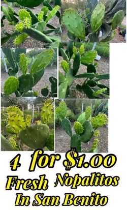 Nopalitos for sale 4 for $1.00
