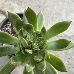 Suculenta