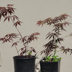 Japanese Maple Seedlings 