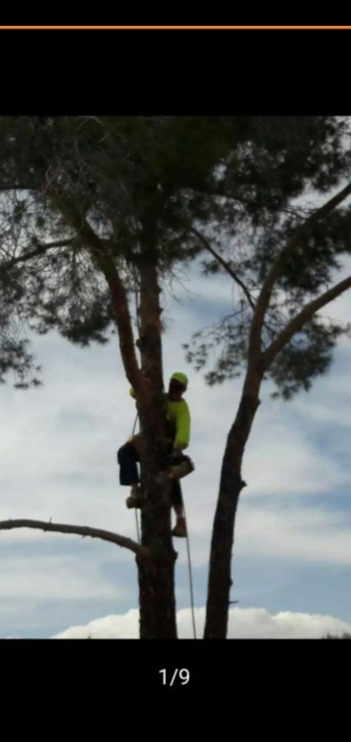 🌲 Tree work 🌲