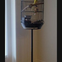 Bird Cage