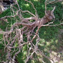 Natural wood for aquariums terrariums decor